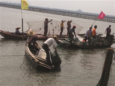 试捕阳澄湖大闸蟹