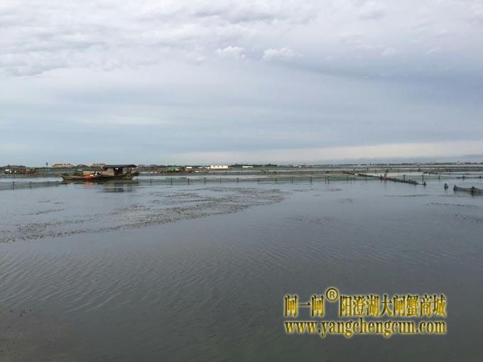 暴力梅下的阳澄湖