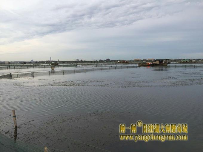 暴力梅下的阳澄湖