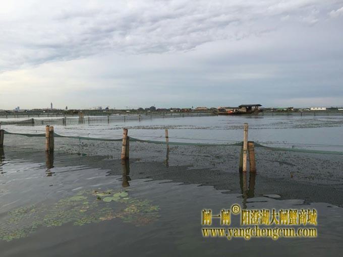 暴力梅下的阳澄湖