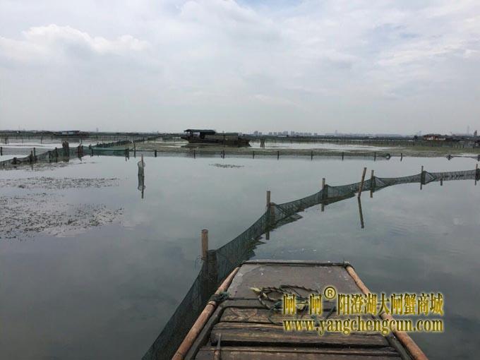 暴力梅下的阳澄湖