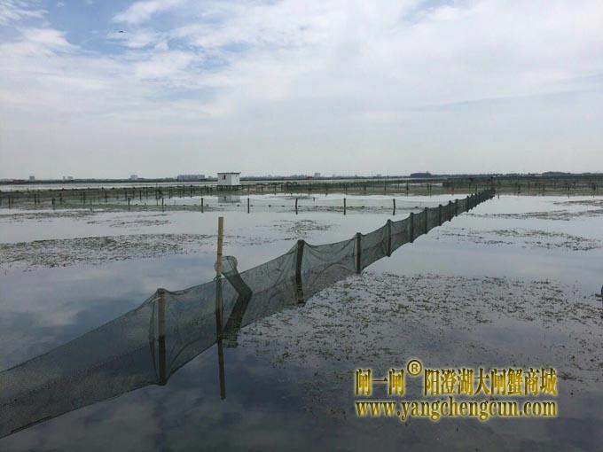 暴力梅下的阳澄湖