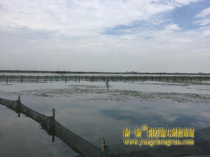 暴力梅下的阳澄湖