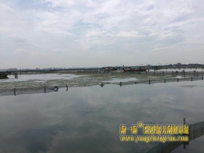 暴力梅下的阳澄湖