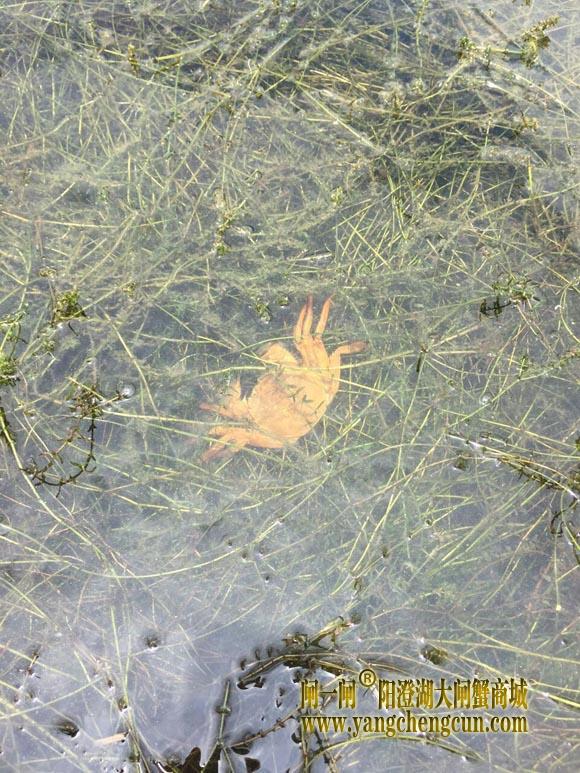 水草上的蟹壳