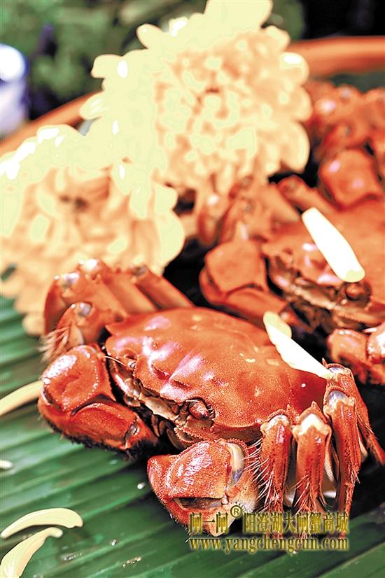 秋天到 大闸蟹味美又养生