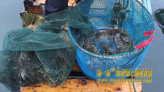 阳澄湖大闸蟹今日试捕