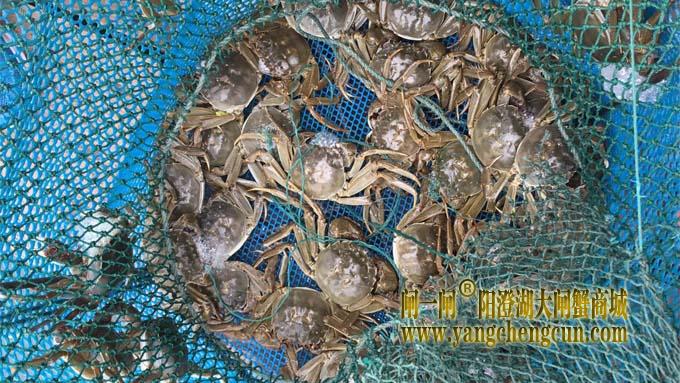 阳澄湖大闸蟹今日试捕