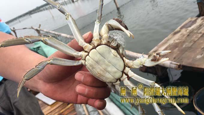 阳澄湖大闸蟹今日试捕