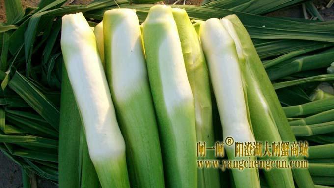 茭白