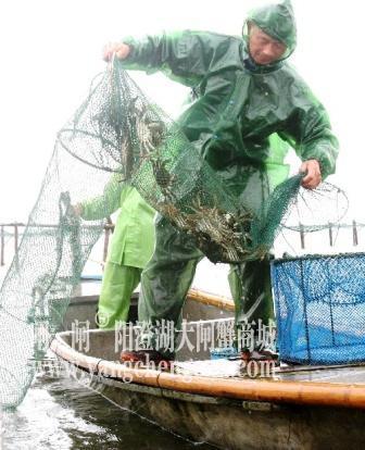 “唯唯亭亭”阳澄湖大闸蟹整体销量过六成 