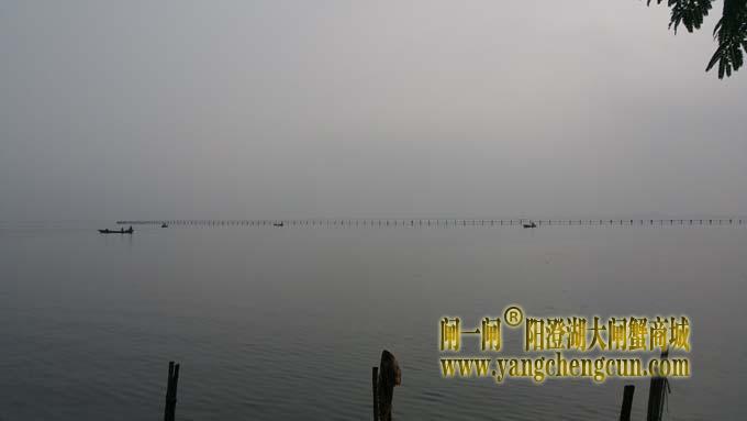 阳澄湖上又是蟹农捲草时......