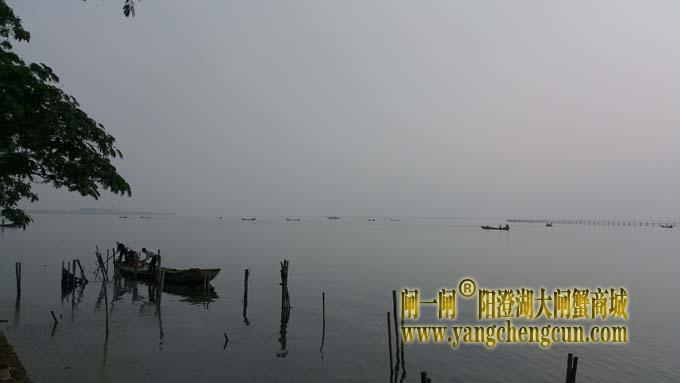 阳澄湖上又是蟹农捲草时......