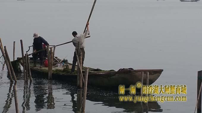 阳澄湖上又是蟹农捲草时......