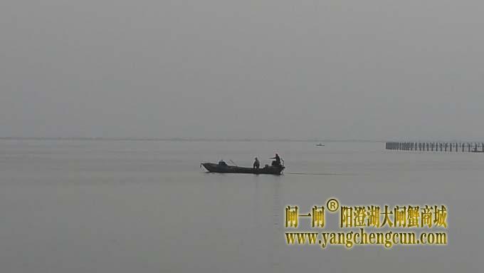 阳澄湖上又是蟹农捲草时......