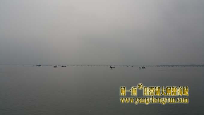 阳澄湖上又是蟹农捲草时......