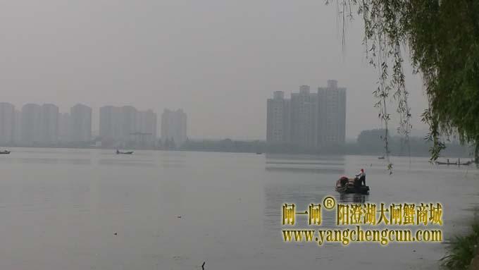 阳澄湖上又是蟹农捲草时......