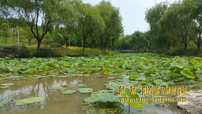 莲池湖公园 (六月)