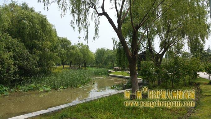 莲池湖公园 (六月)