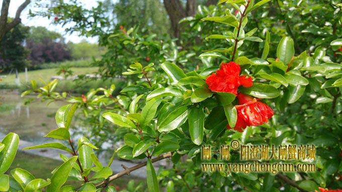 莲池湖公园 (六月)