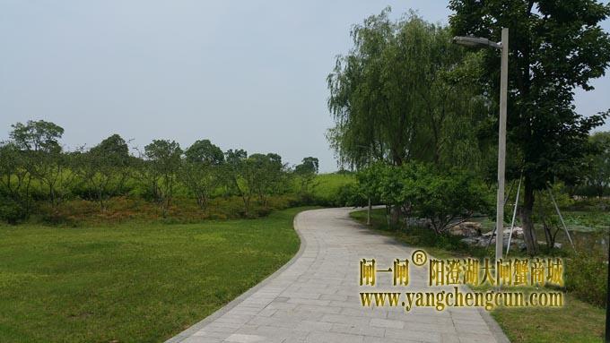 莲池湖公园 (六月)