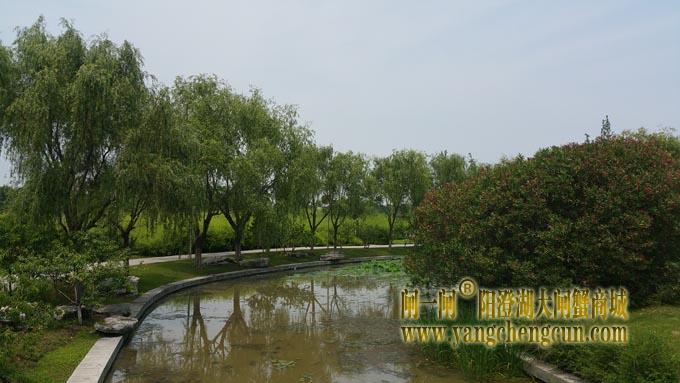 莲池湖公园 (六月)