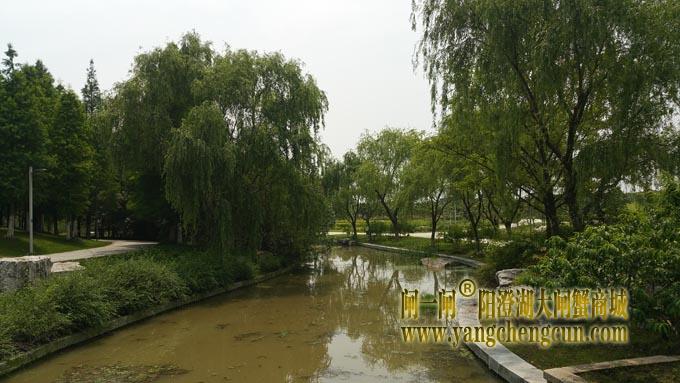 莲池湖公园 (六月)