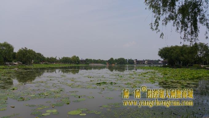 莲池湖公园 (六月)