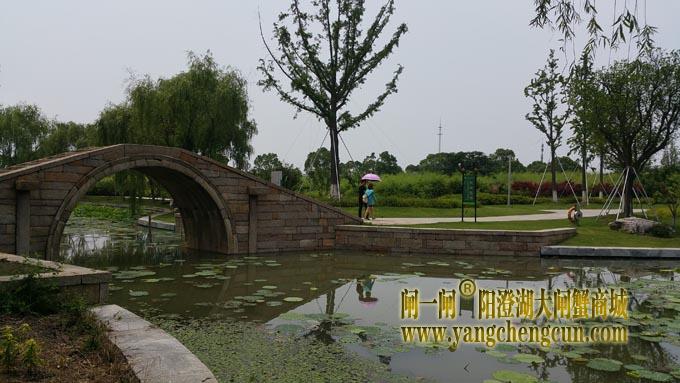 莲池湖公园 (六月)