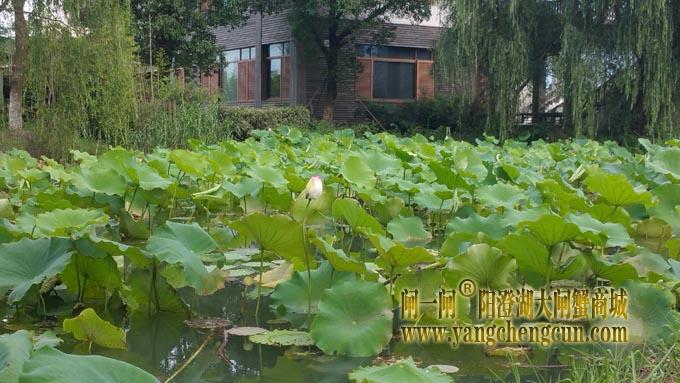 阳澄湖半岛-小荷才露尖尖角