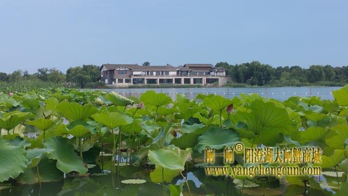 阳澄湖半岛-小荷才露尖尖角