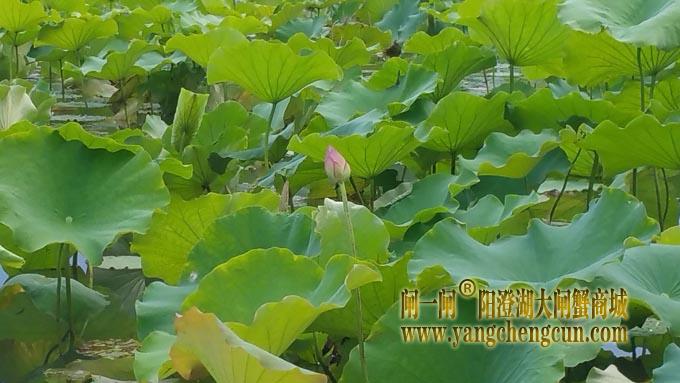 阳澄湖半岛-小荷才露尖尖角