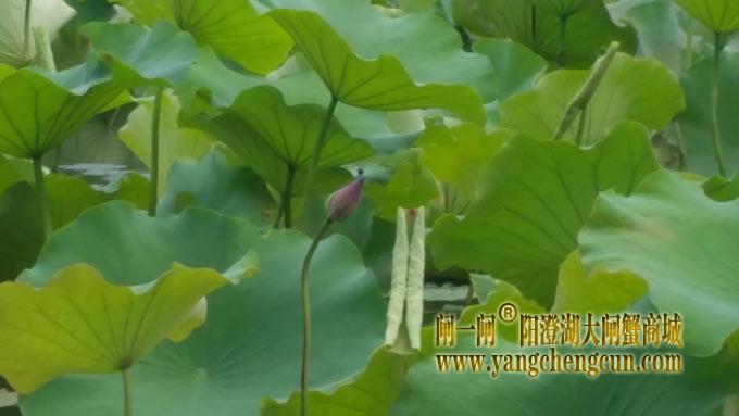 阳澄湖半岛-小荷才露尖尖角