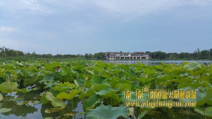 阳澄湖半岛-小荷才露尖尖角