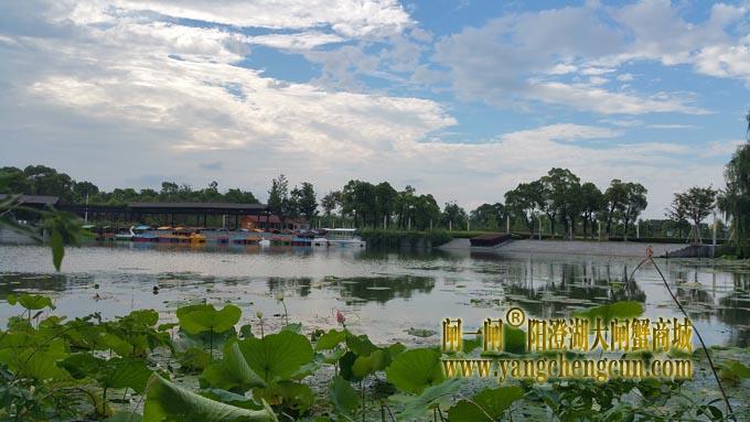 阳澄湖半岛-小荷才露尖尖角