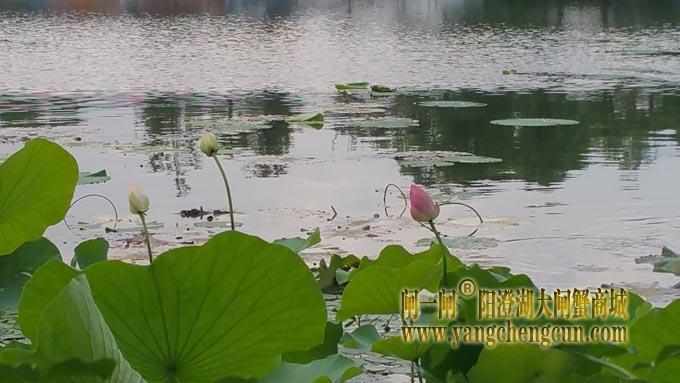 阳澄湖半岛-小荷才露尖尖角