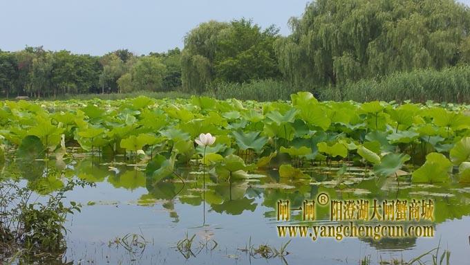 阳澄湖半岛-小荷才露尖尖角