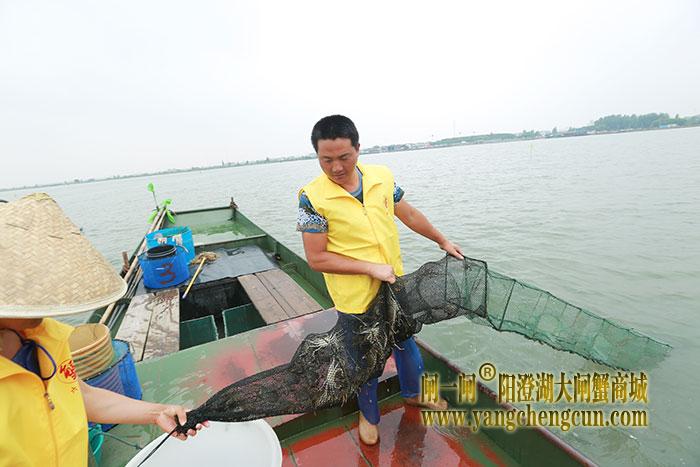 苏州阳澄湖"六月黄"大闸蟹上市 每斤100元左右