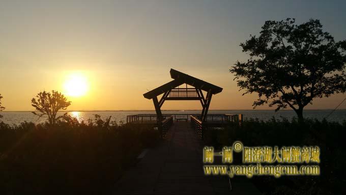 入伏时节看阳澄湖日出