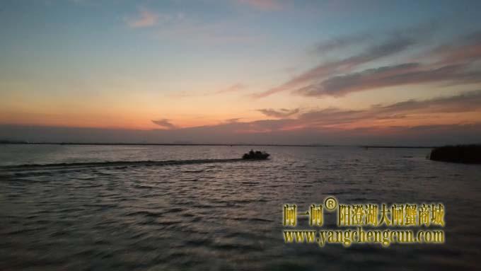 阳澄湖蟹农早行