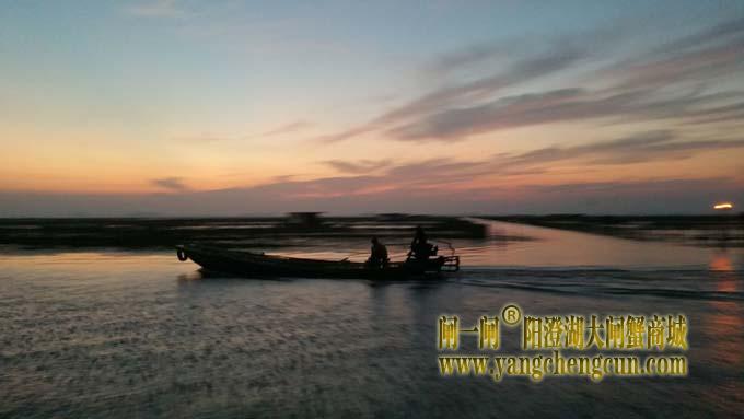 阳澄湖蟹农早行