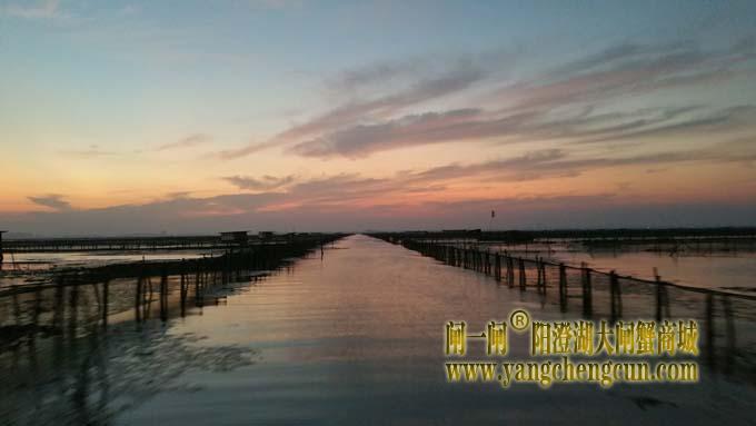 阳澄湖蟹农早行