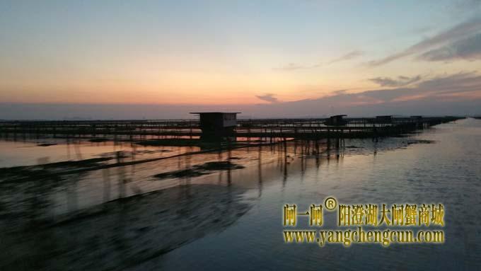 阳澄湖蟹农早行