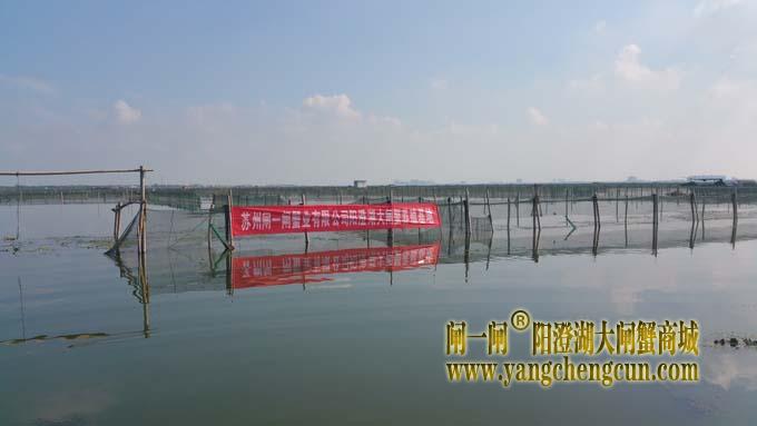 苏州闸一闸蟹业有限公司阳澄湖大闸蟹养殖基地
