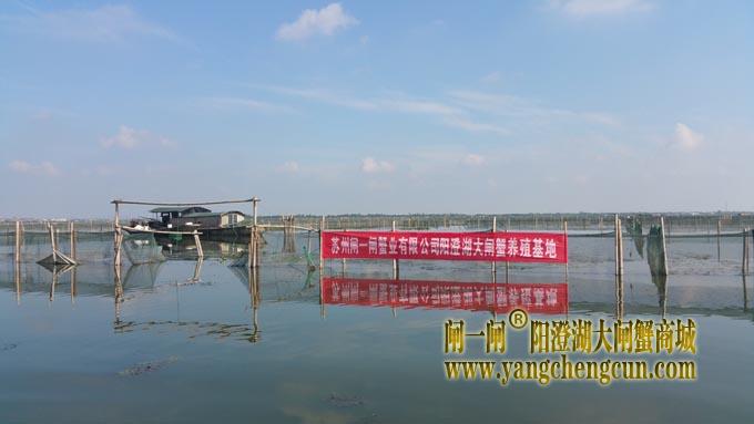 阳澄湖大闸蟹养殖基地