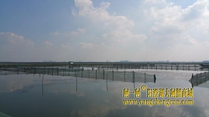 阳澄湖