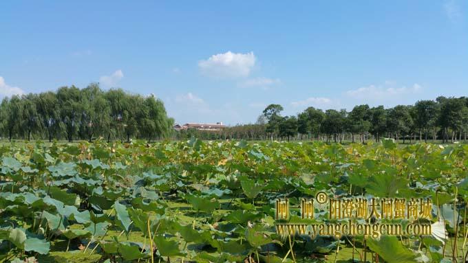 阳澄湖半岛艳阳天