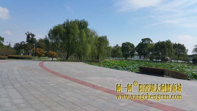 阳澄湖半岛艳阳天