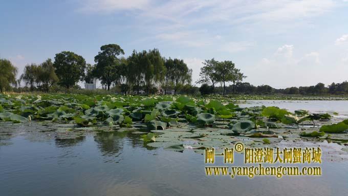 阳澄湖半岛艳阳天