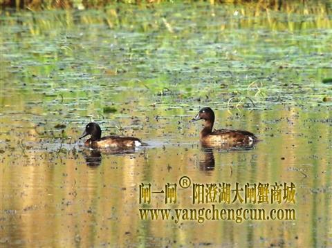 “鸟中大熊猫”青头潜鸭现身苏州